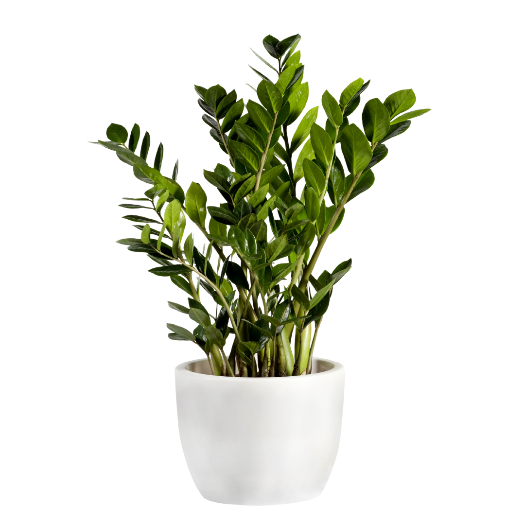 ZZ Plant in white pot