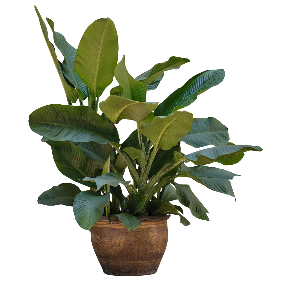 Large leafy plant in ceramic pot